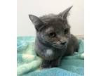 Adopt Rosemary a Domestic Short Hair
