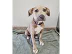 Adopt Diamond a Pit Bull Terrier, Mixed Breed