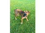 Adopt Lily a Pit Bull Terrier, Boxer