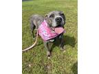 Adopt NuNu a Pit Bull Terrier