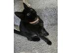 Adopt Circe a Domestic Medium Hair