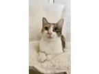 Adopt Prissy a Domestic Short Hair