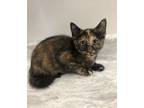 Adopt Poppie a Domestic Short Hair