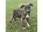 Adopt Louise a Pit Bull Terrier, Mixed Breed