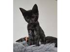 Adopt Cassandra a Domestic Medium Hair