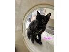 Adopt Sarah a Tortoiseshell, Domestic Short Hair