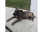 Adopt Thelma a Pit Bull Terrier, Mixed Breed