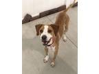 Adopt Jyn Erso a Hound, Mixed Breed