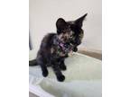 Adopt Mary a Tortoiseshell, Domestic Short Hair