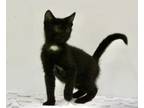 Adopt Hot Cheetos a Domestic Short Hair