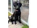 Adopt Remie a Labrador Retriever, Mixed Breed