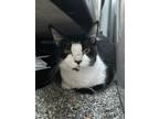 Adopt Thyme a Domestic Short Hair