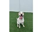 Adopt Evie a Labrador Retriever, Hound