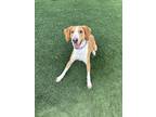 Adopt Cindy a Treeing Walker Coonhound, Mixed Breed