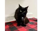 Adopt Clove a Domestic Short Hair