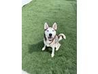 Adopt Ariel a Husky