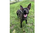 Adopt Mystery a Pit Bull Terrier
