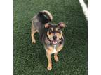 Adopt Rylie a Pit Bull Terrier, Mixed Breed