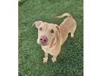 Adopt Cora a Labrador Retriever, Mixed Breed