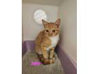 Adopt Salty a Domestic Short Hair