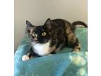 Adopt Mookey a Domestic Short Hair