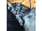 Adopt Kind Khloe a Domestic Short Hair