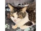 Adopt Darling Diana a Domestic Short Hair