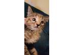 Adopt Solstice a Domestic Medium Hair