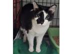 Adopt Febreze a Domestic Short Hair