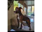 Adopt Athena a German Shorthaired Pointer, Terrier