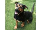 Adopt Daisy a German Shepherd Dog, Black Labrador Retriever