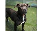 Adopt Roxy a Pit Bull Terrier