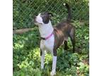 Adopt Molly a Terrier, Labrador Retriever