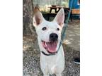 Adopt Nova a Mixed Breed, Border Collie