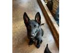 Adopt Batty & Boujee : Shadow (River) a Shepherd