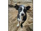 Adopt Momma Honey a Corgi, Dachshund
