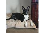 Adopt Alice Mae a Border Collie