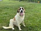 Adopt Sister Saints : Biscuit a Saint Bernard, Great Pyrenees