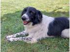 Adopt Daphne Rose a Border Collie