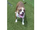 Adopt McGuire : Miranda (Callie) a Boxer
