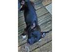 Adopt Honey Bunch : Honey Bee a Corgi, Dachshund