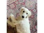 Adopt Marion Bs : Buttercup a Great Pyrenees