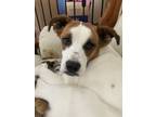 Adopt Kimmie a Australian Cattle Dog / Blue Heeler