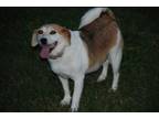 Adopt Gypsy Rose a Beagle