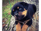 Rottweiler PUPPY FOR SALE ADN-821528 - CHAMPION BLOODLINE AKC GERMAN ROTTWEILERS