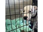 Adopt Ms. Daisy a Terrier