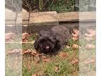 Poodle (Miniature) DOG FOR ADOPTION RGADN-1177950 - Queenie - Poodle (Miniature)