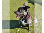 Blue Lacy Mix DOG FOR ADOPTION RGADN-1178871 - KangaRoo - Blue Lacy / Mixed
