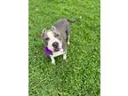 Adopt Big Mama a Mixed Breed