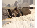 American Pit Bull Terrier DOG FOR ADOPTION RGADN-1335081 - Jax - American Pit